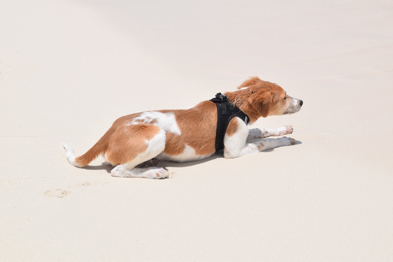 Dog resting on the sandy shores of The Bahamas, enjoying the warm weather.