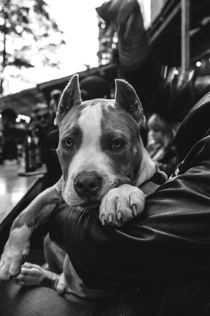 Monochrome close-up of a calm pit bull resting on a person's arm in an urban setting.