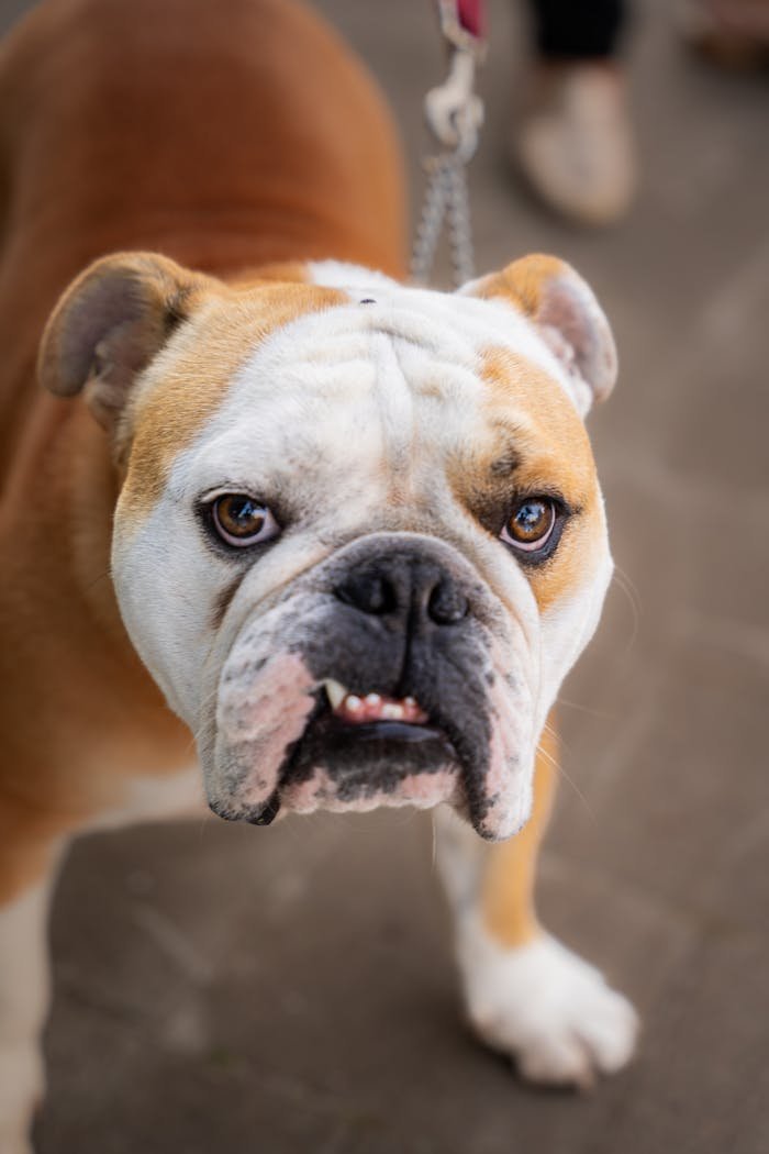 Charming English Bulldog with a white and brown coat looking intently at the camera.