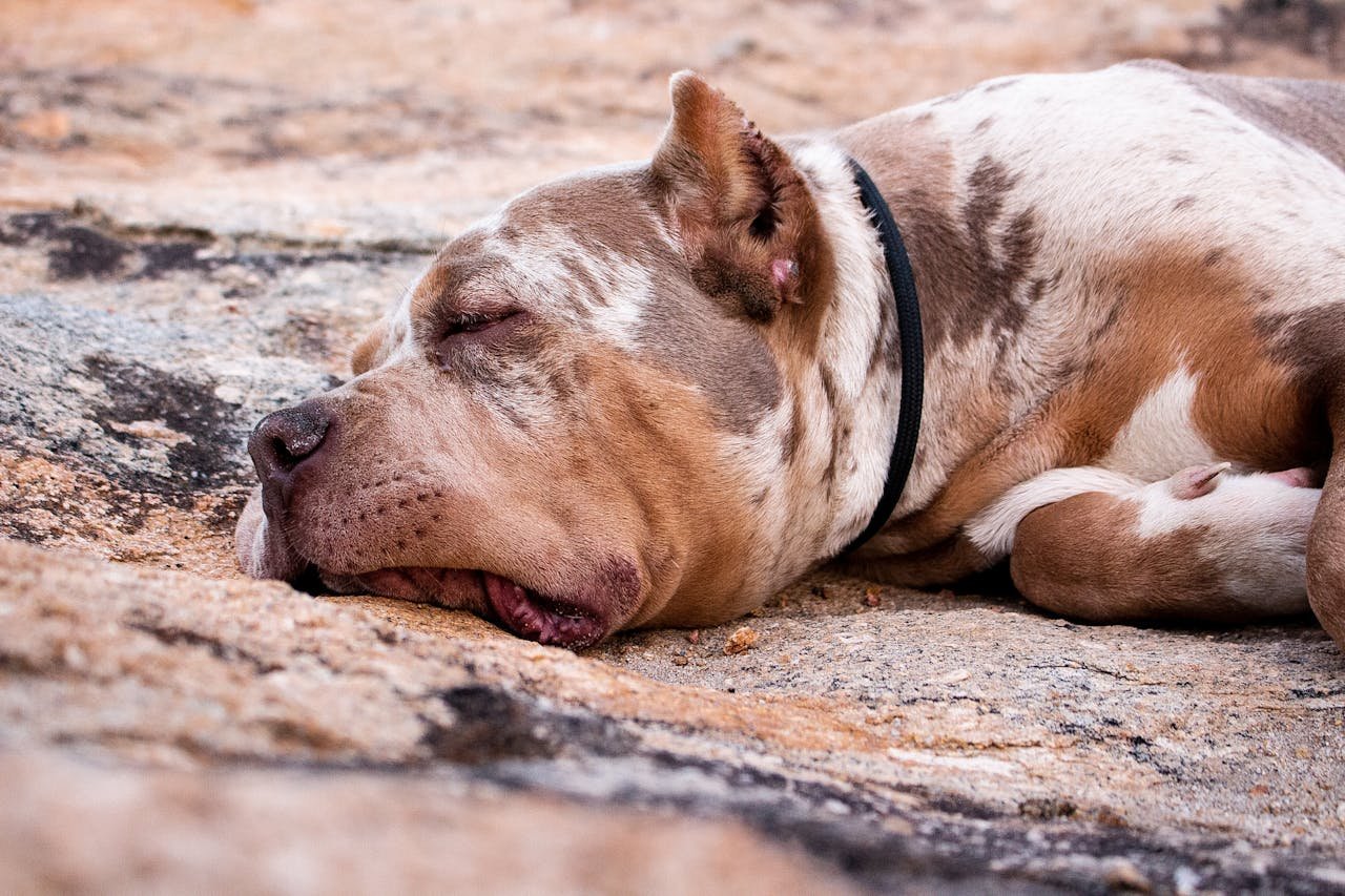 Close-up of a relaxed pit bull sleeping on a warm rocky surface outdoors.