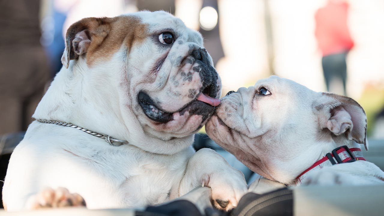 Heartwarming image of two English Bulldogs showing affection outdoors.