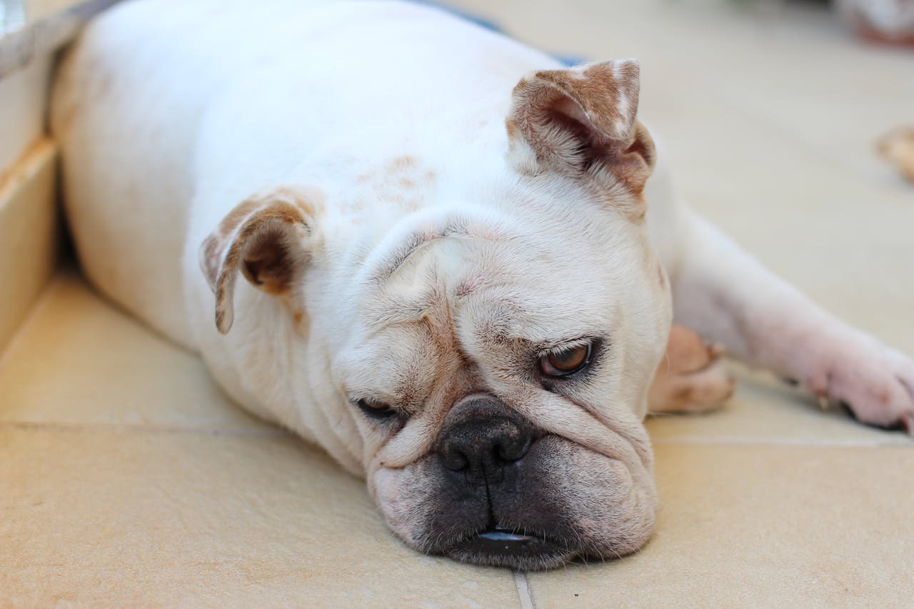A white bulldog peacefully lying on a tiled floor, showcasing calmness and relaxation.